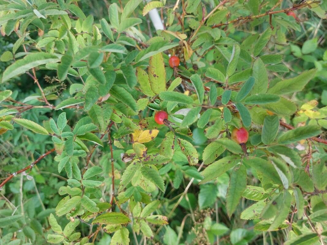 Rosa majalis fruit