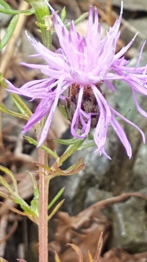 Centaurea corymbosa flower
