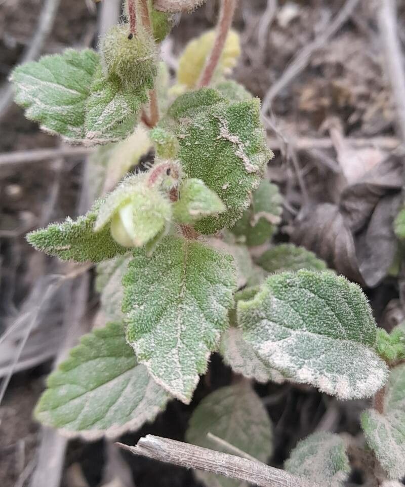 Calceolaria elatior — houseplant care guide