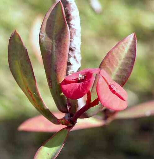 Euphorbia tardieuana — houseplant care guide