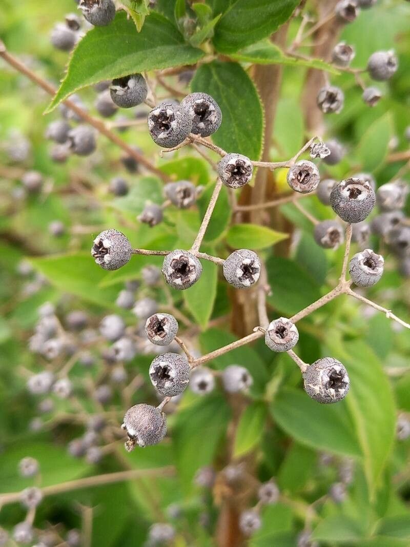 Deutzia setchuenensis fruit
