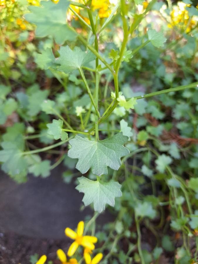 Cineraria saxifraga — search result for 'Saxifraga'