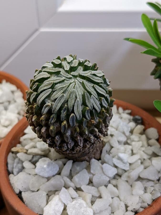 Pelecyphora aselliformis leaf