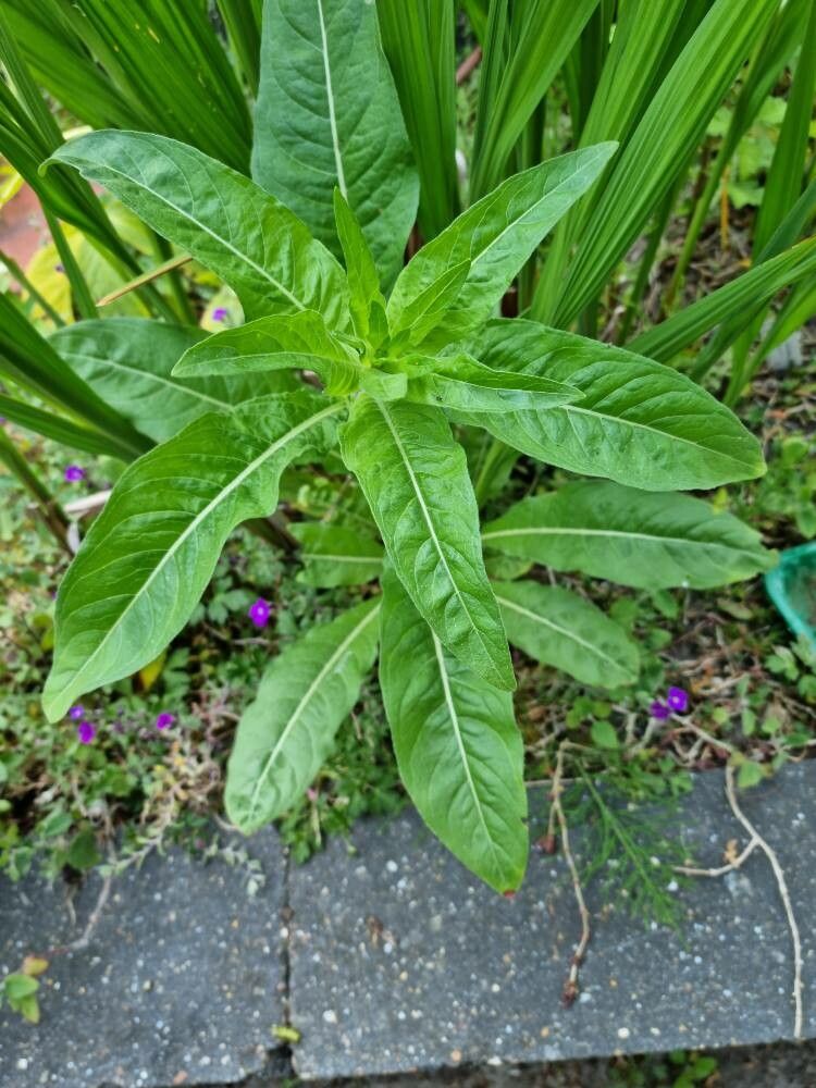 Oenothera suaveolens — search result for 'Oenothera'