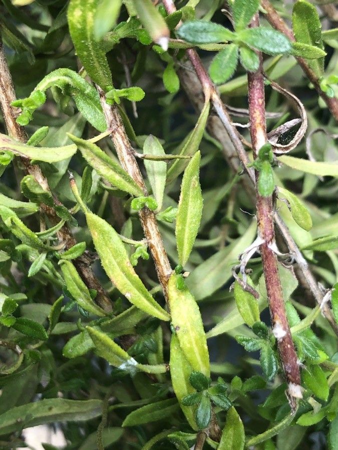 Felicia amelloides — search result for 'southern Africa'