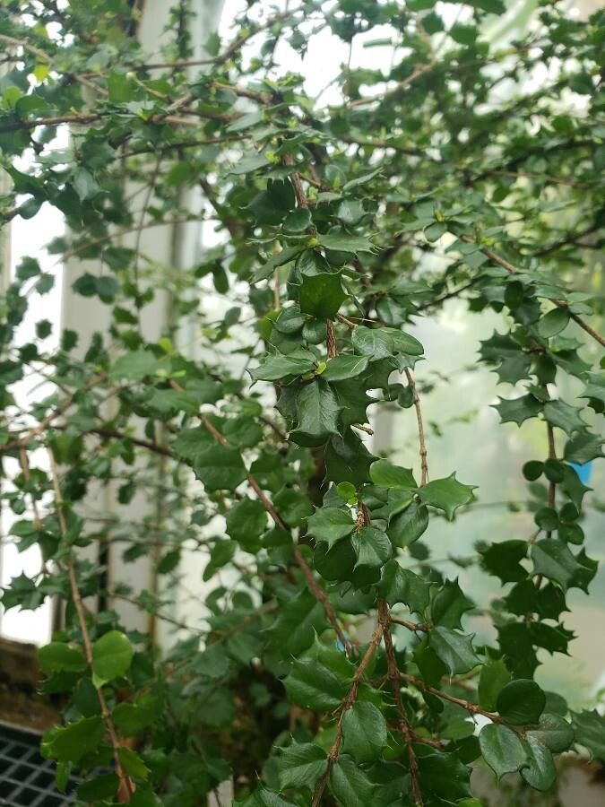 Malpighia coccigera — search result for 'Singapore'