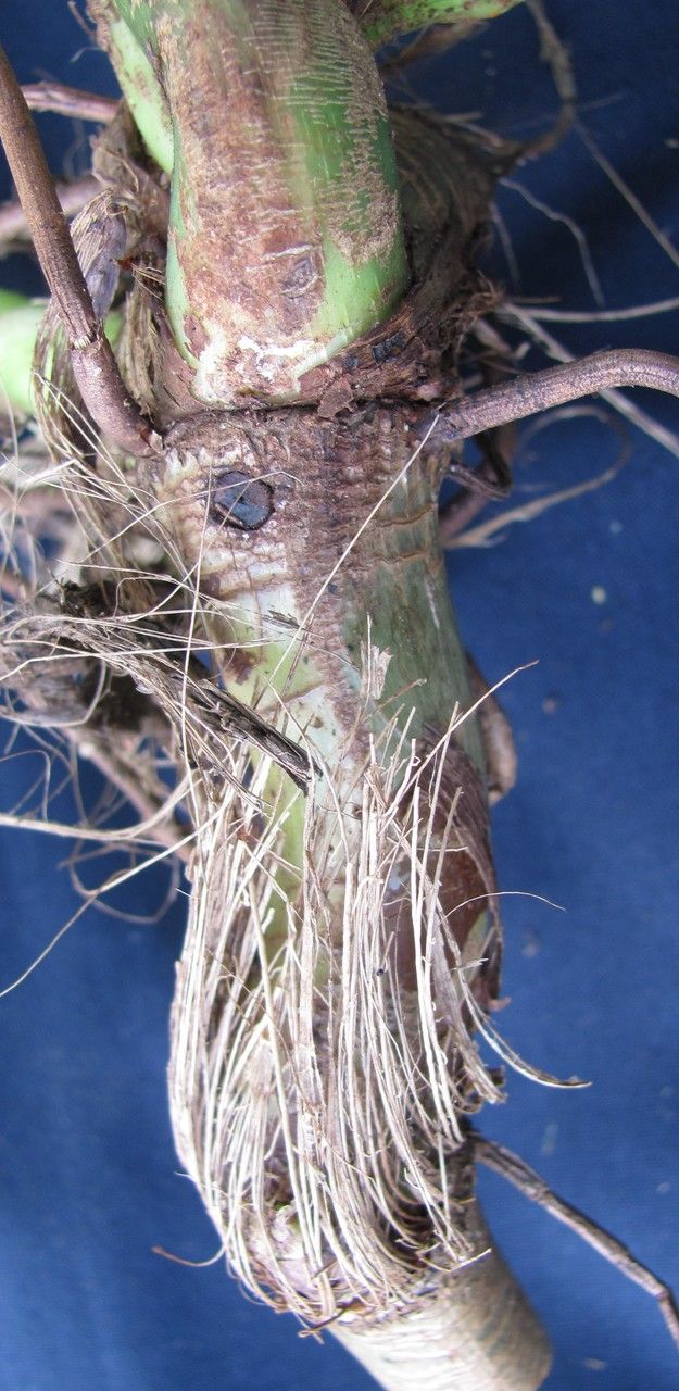 Philodendron jodavisianum bark