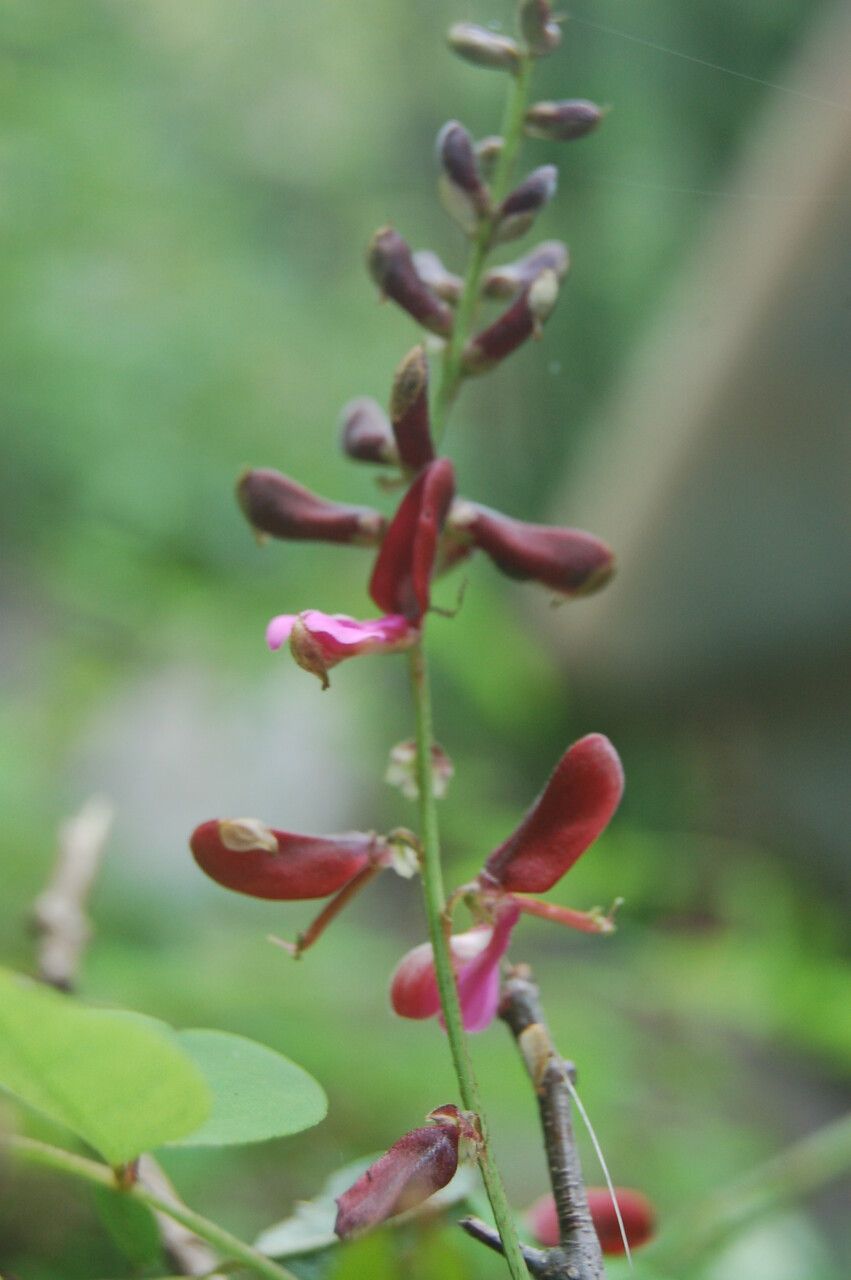 Indigofera glabra habit