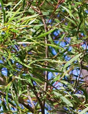 Eucalyptus pulchella — search result for 'Eucalyptus'