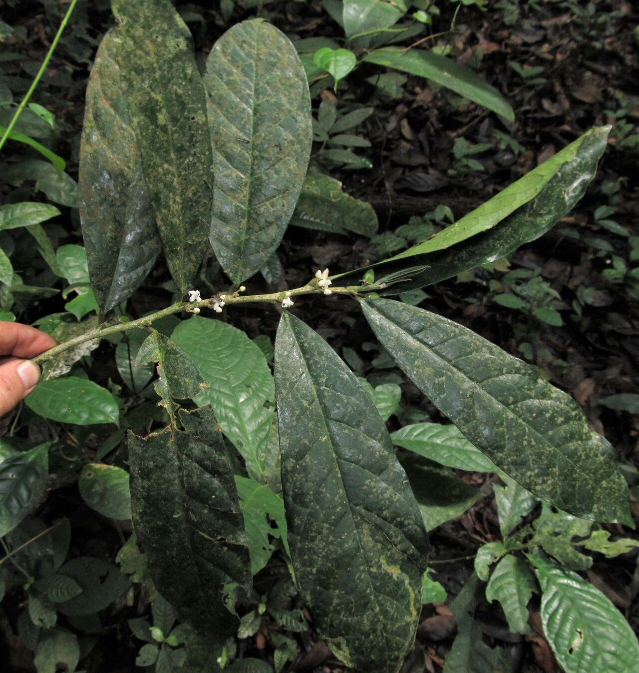 Octolepis casearia habit