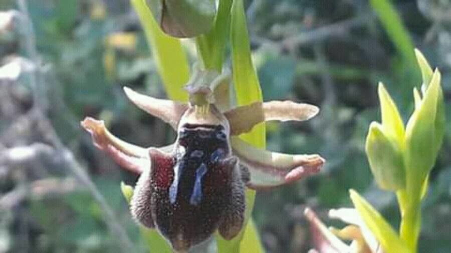 Ophrys lunulata flower