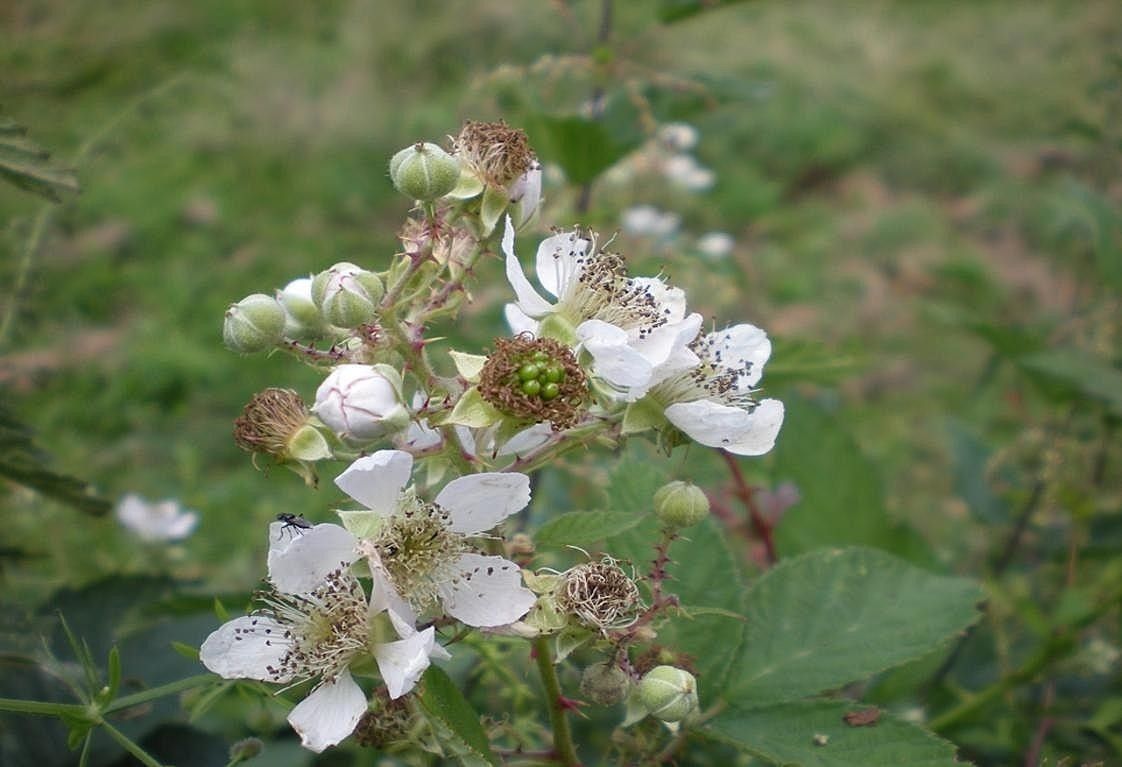 Rubus geniculatus flower