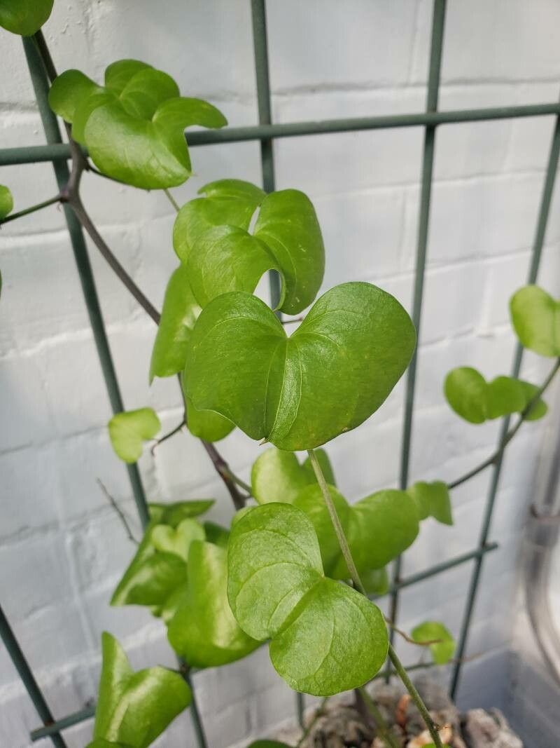Dioscorea elephantipes