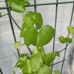 Dioscorea elephantipes