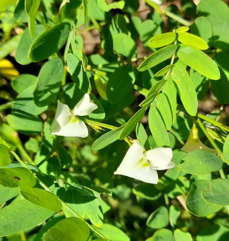 Coursetia hassleri flower