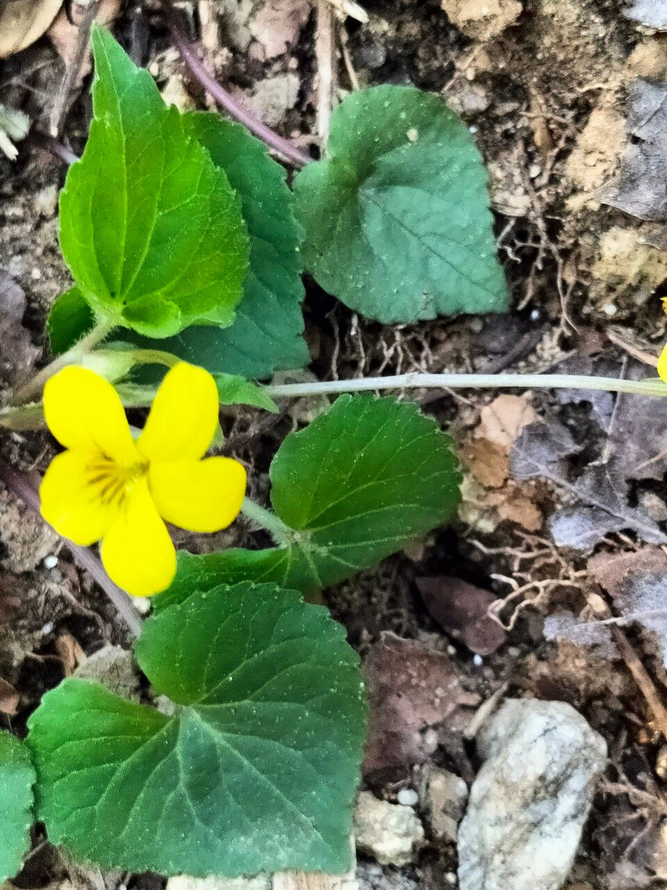 Viola rotundifolia — search result for 'Kentucky'