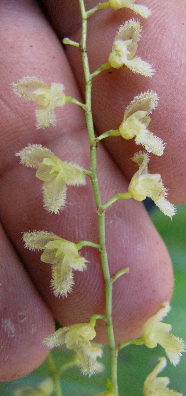 Stelis gelida other