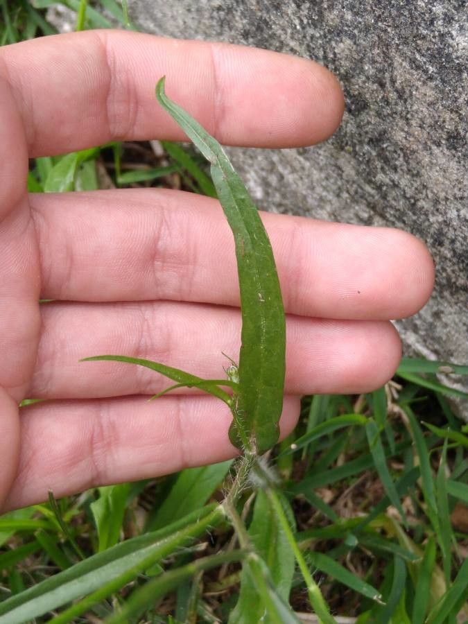 Rafinesquia californica — related species from the same genus