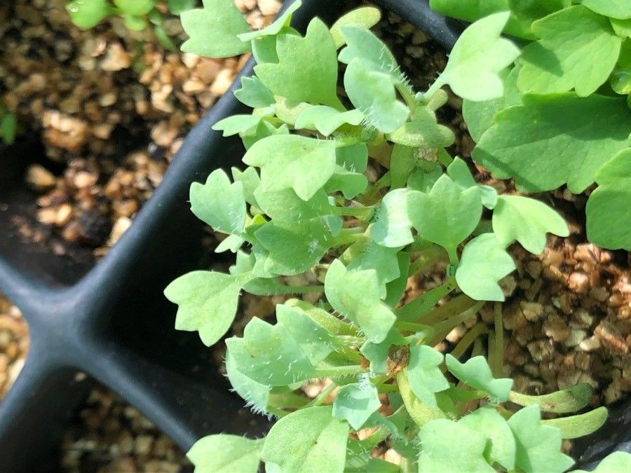 Glaucium corniculatum — related species from the same genus