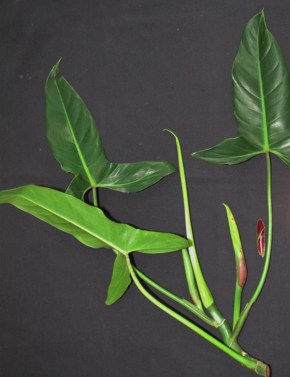 Philodendron deltoideum other