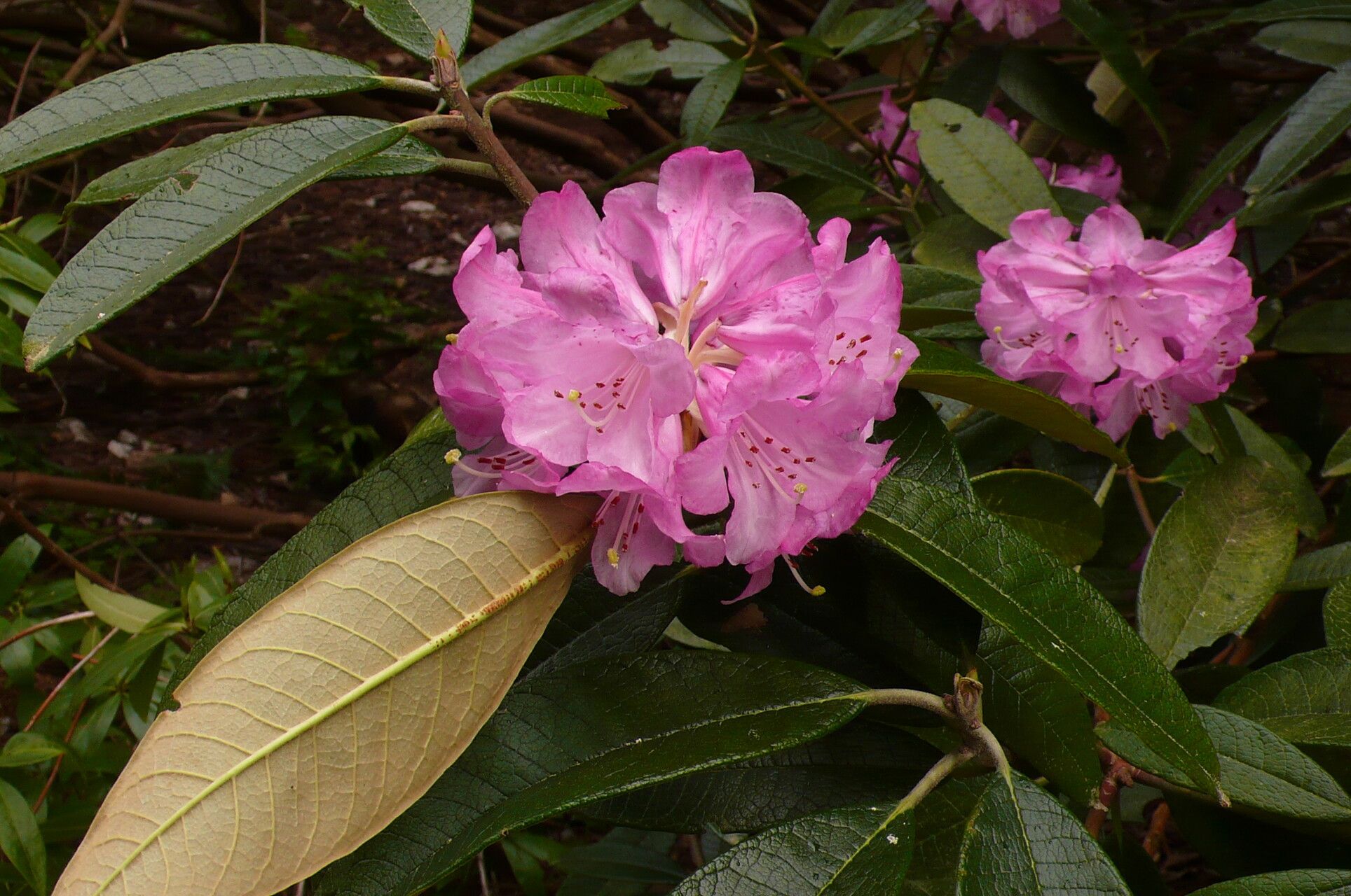 Rhododendron denudatum flower