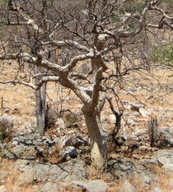 Commiphora tenuipetiolata habit