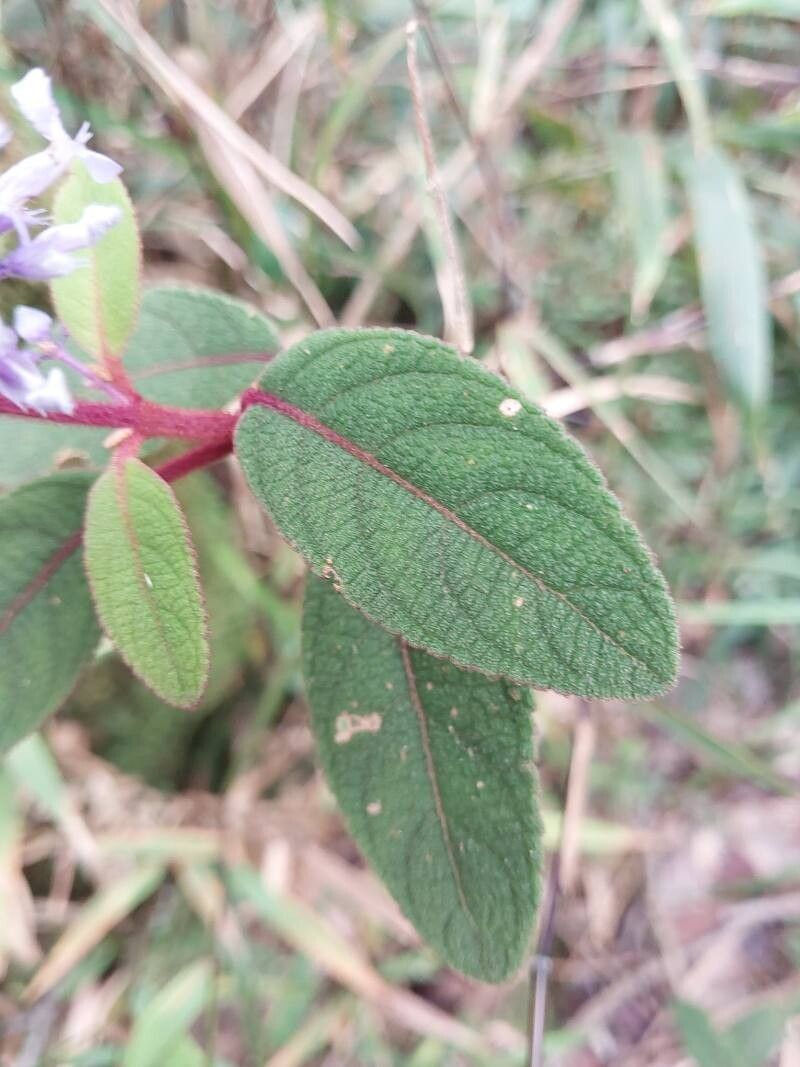 Plectranthus vestitus — search result for 'Plectranthus'