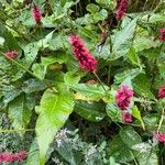 Persicaria orientalis