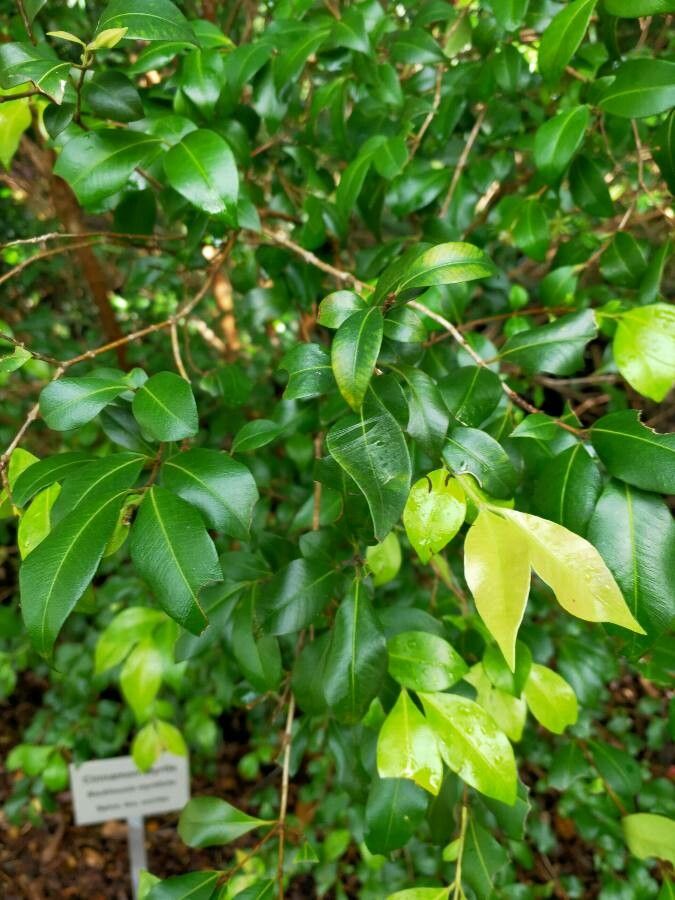 Backhousia myrtifolia leaf