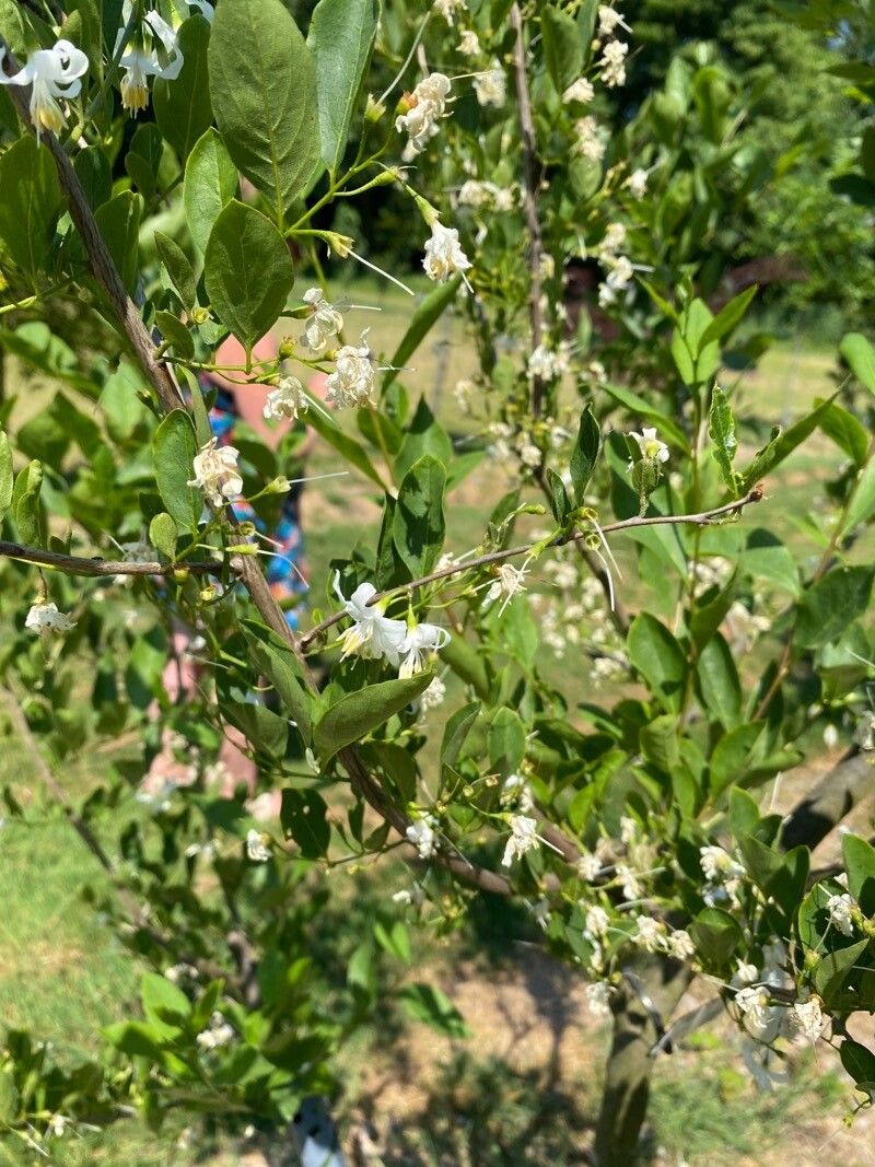 Styrax wilsonii — search result for 'Styrax'