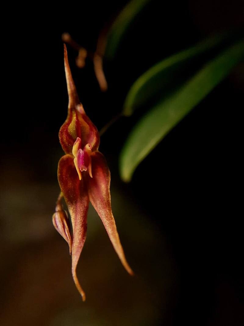 Lepanthes horrida flower