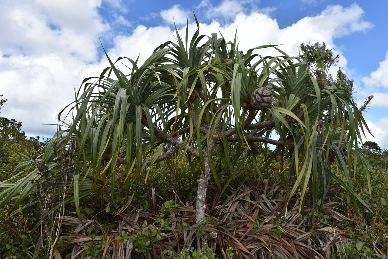 Pandanus eydouxia habit