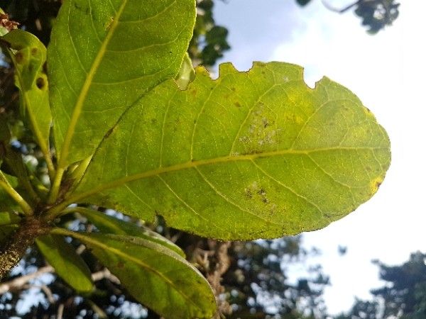 Richeria grandis leaf
