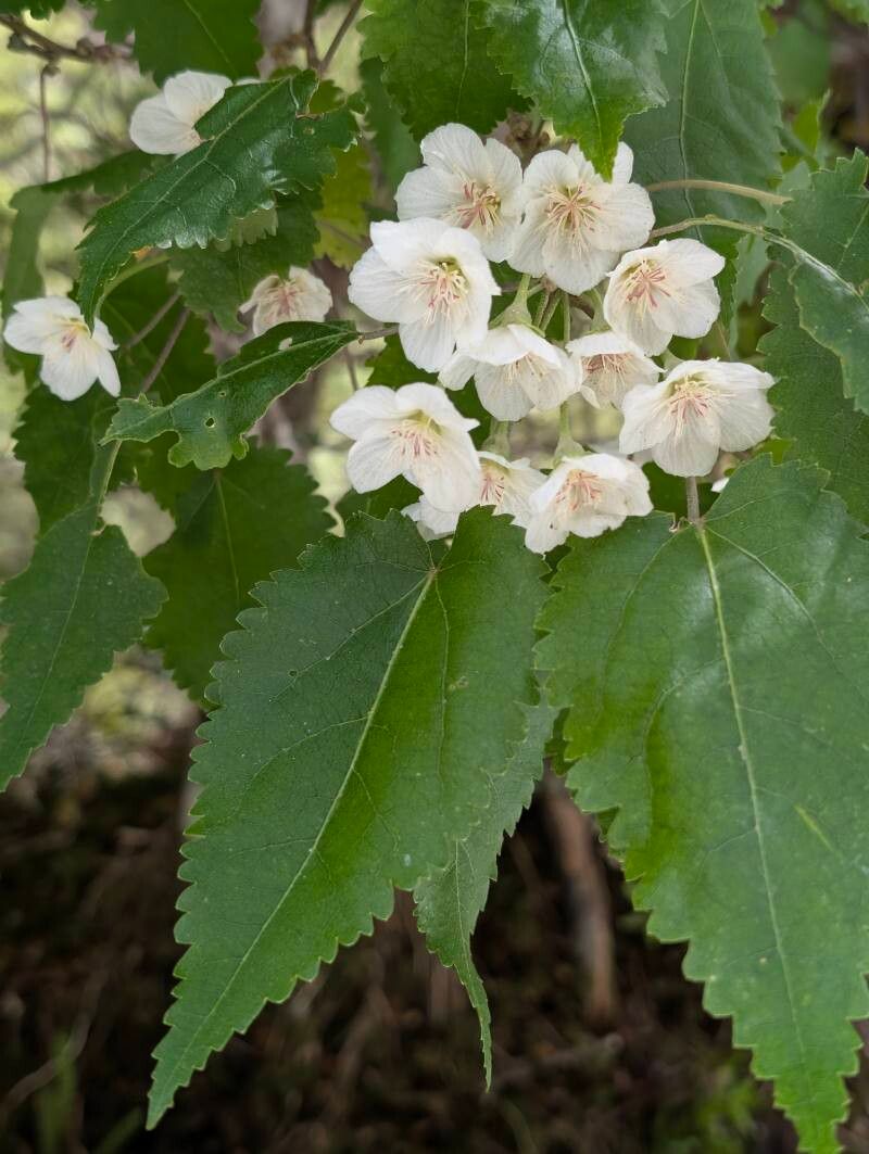 Hoheria lyallii — related species from the same genus