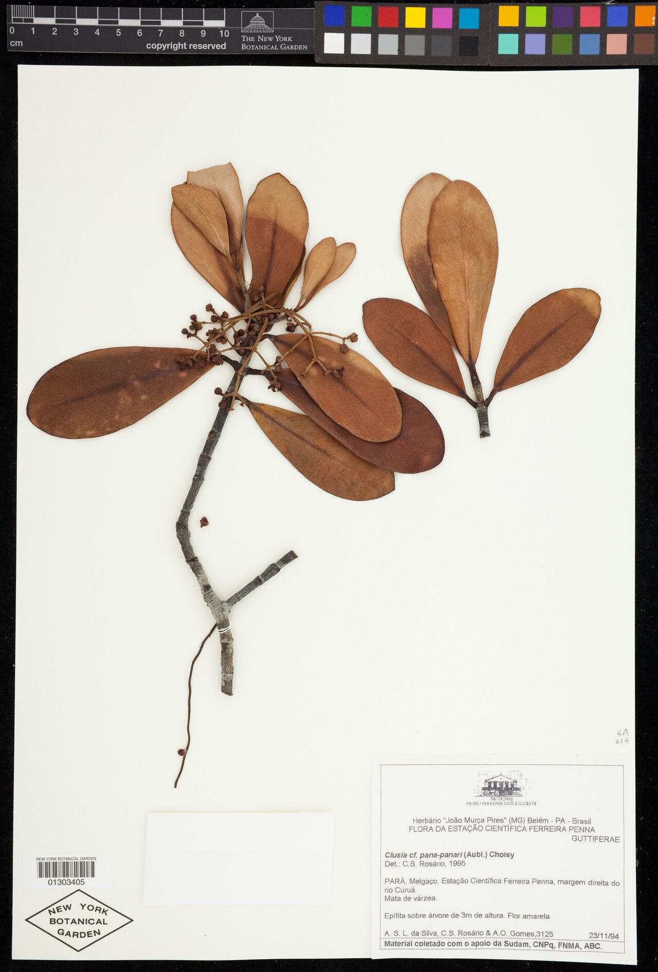 Clusia lutea — search result for 'Clusia'