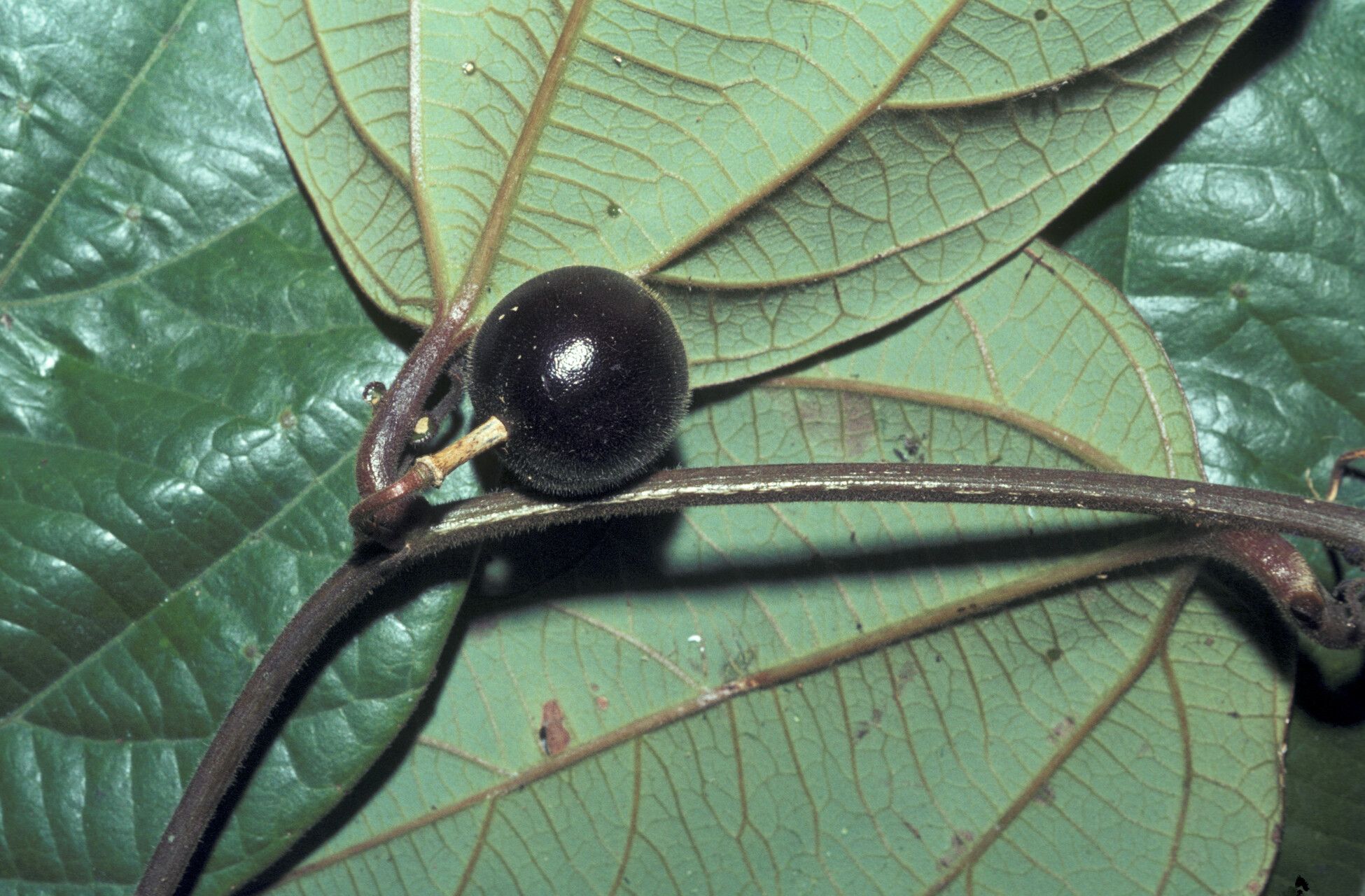 Passiflora rufa fruit