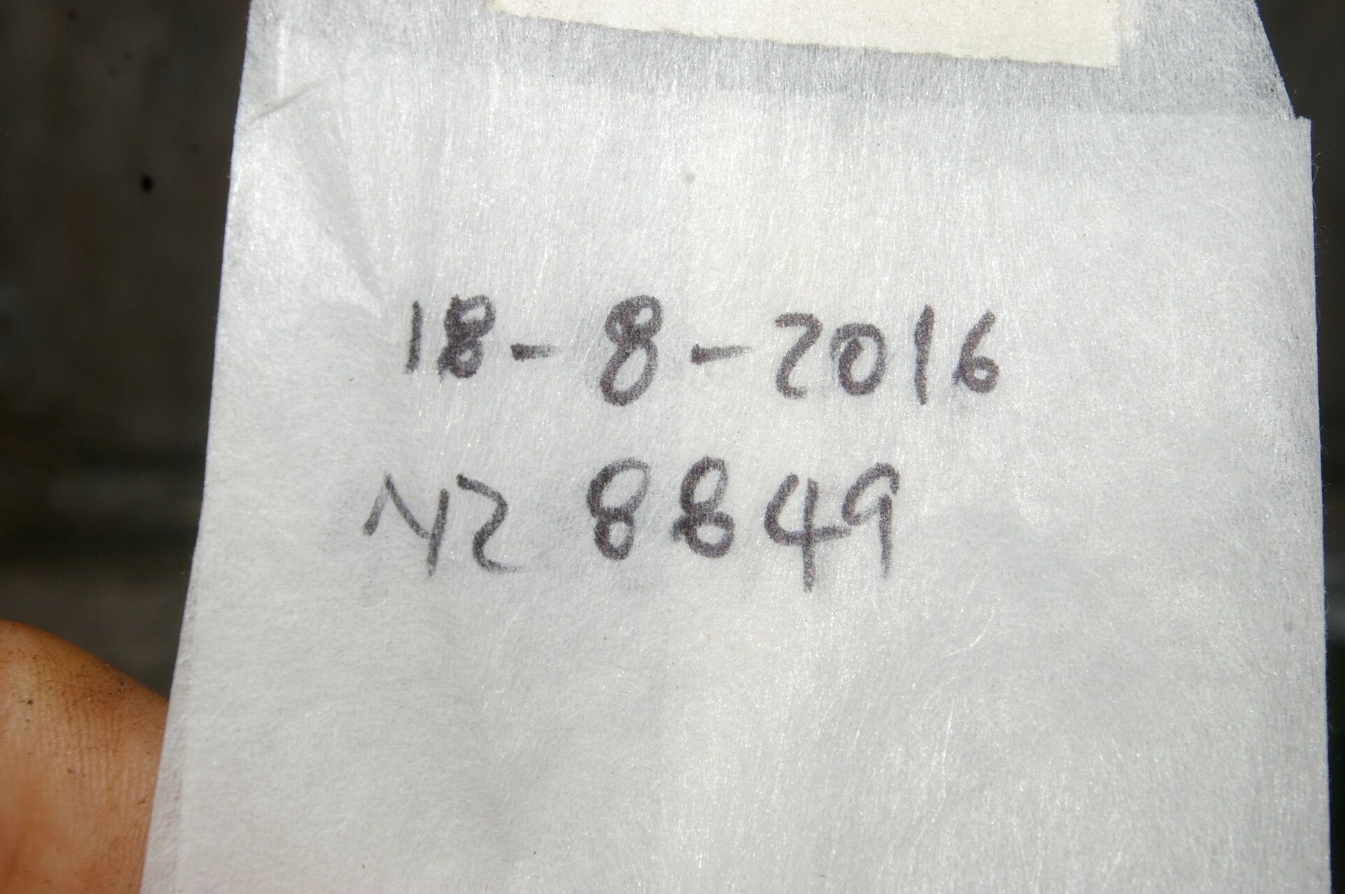 Matudaea trinervia other