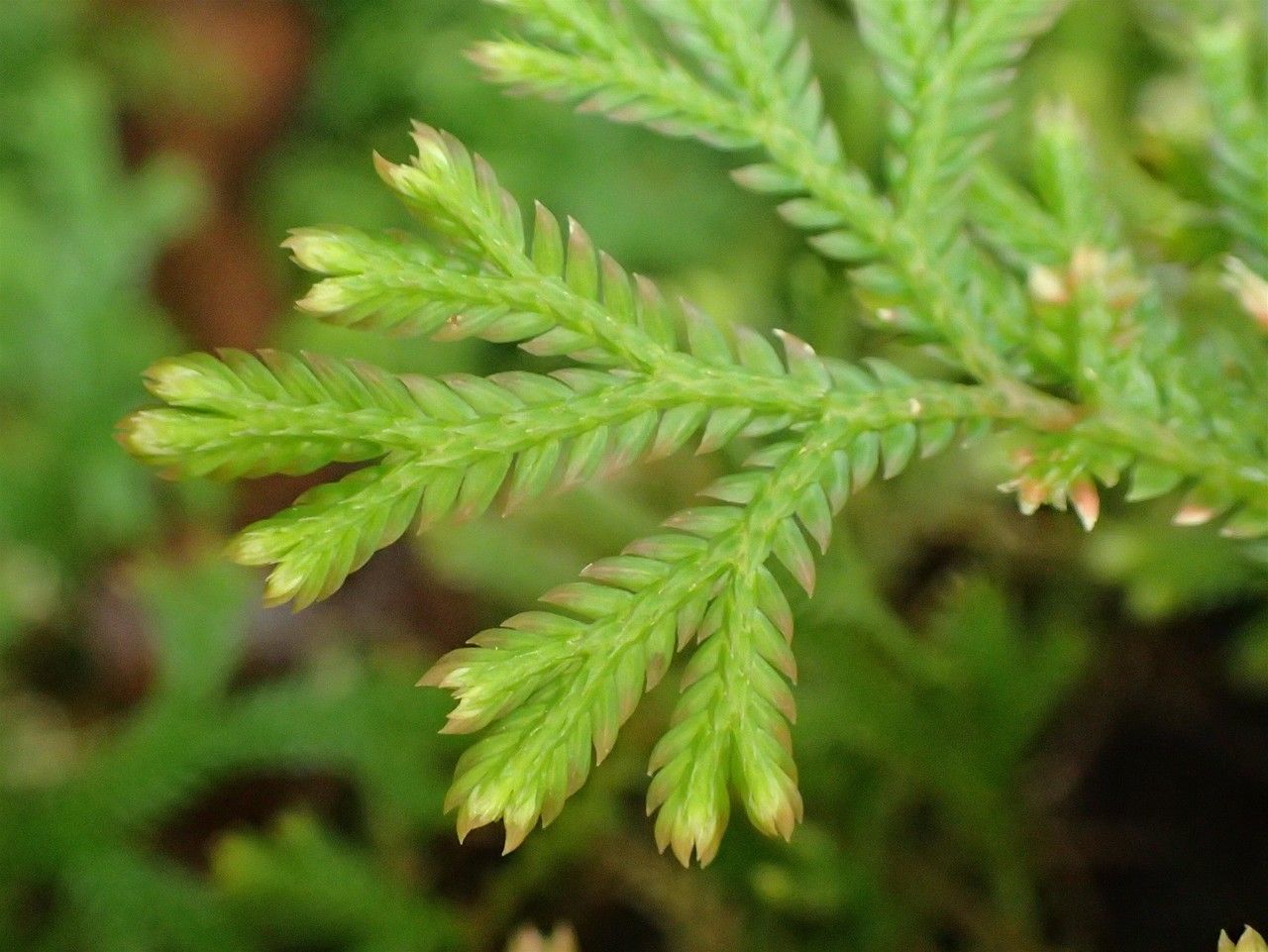 Selaginella concinna — search result for 'Selaginella'