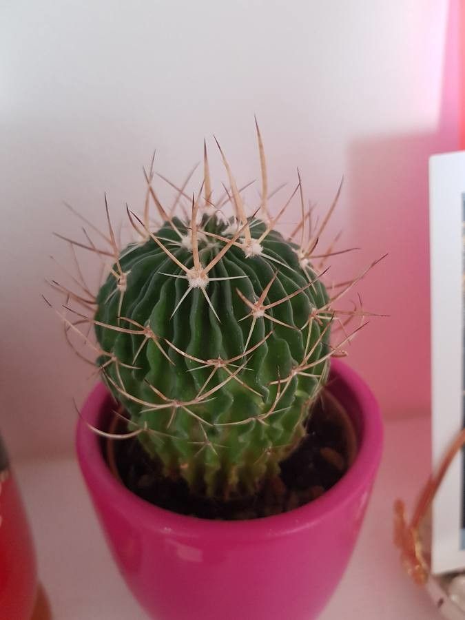 Stenocactus crispatus bark