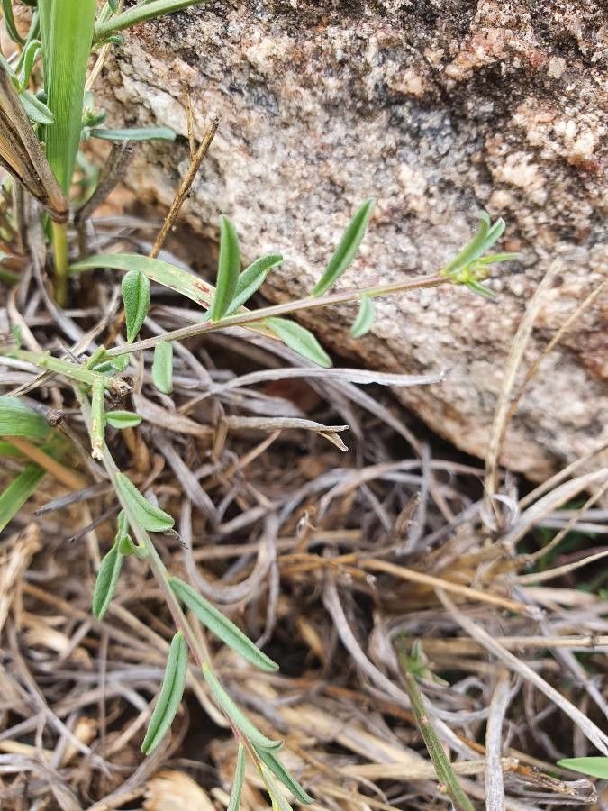 Polygala liniflora leaf