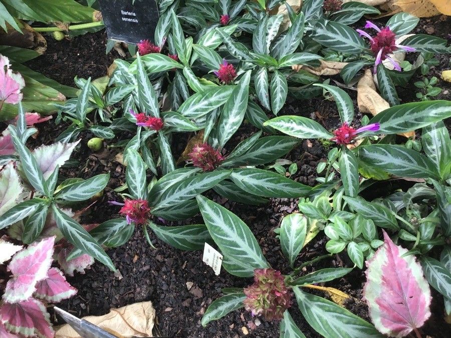 Justicia scheidweileri — search result for 'Justicia'