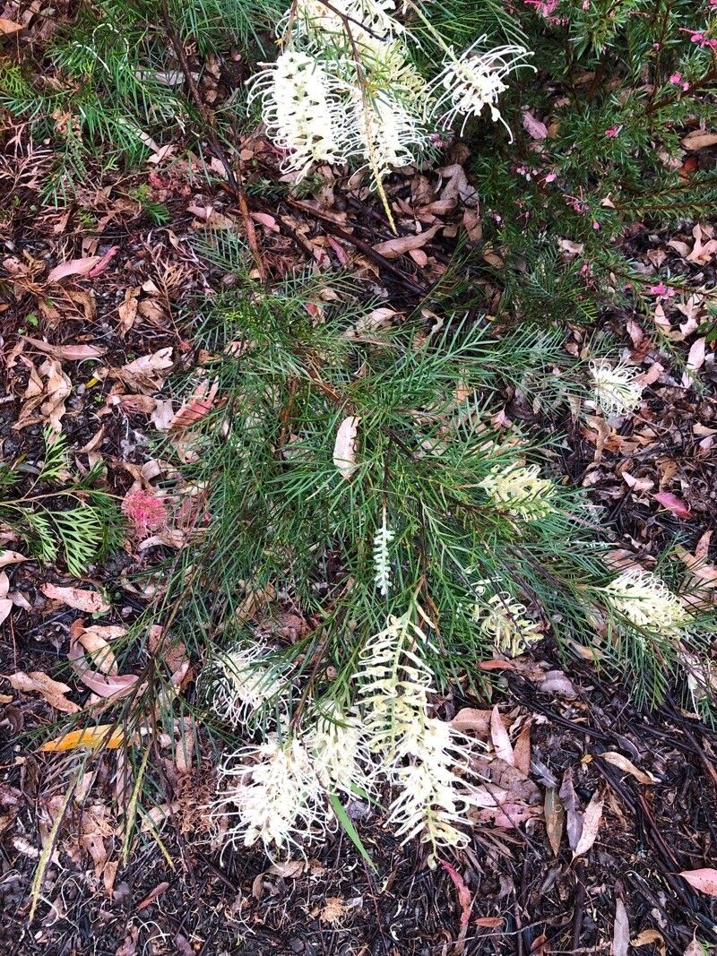 Grevillea linearifolia leaf