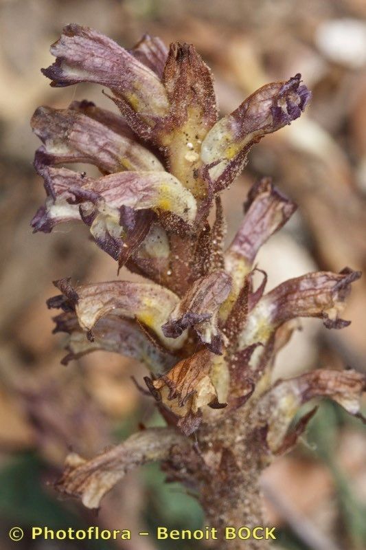 Orobanche grenieri fruit