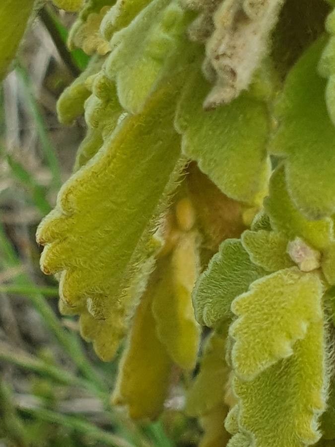 Aeollanthus densiflorus leaf