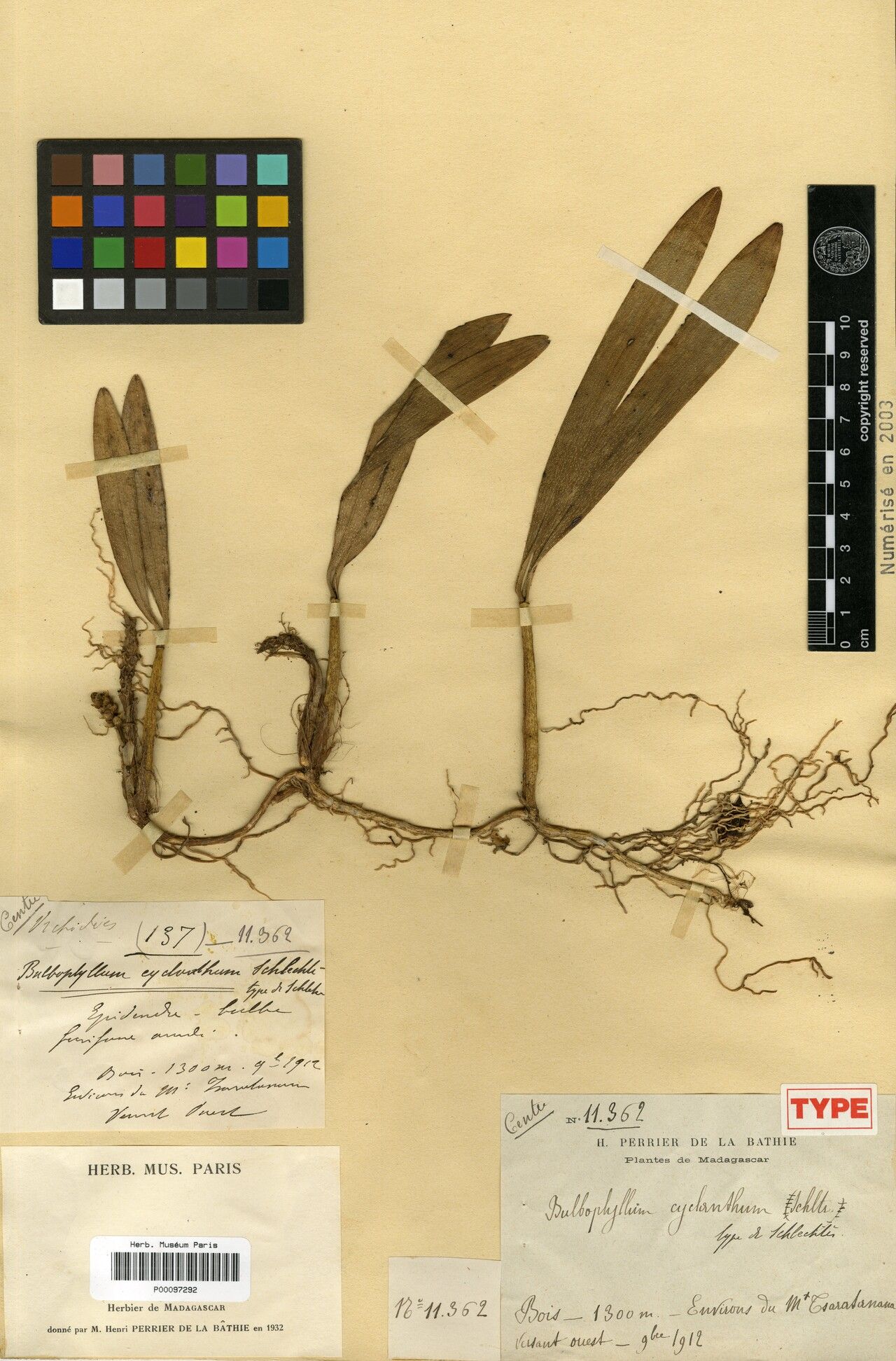 Bulbophyllum cyclanthum — houseplant care guide