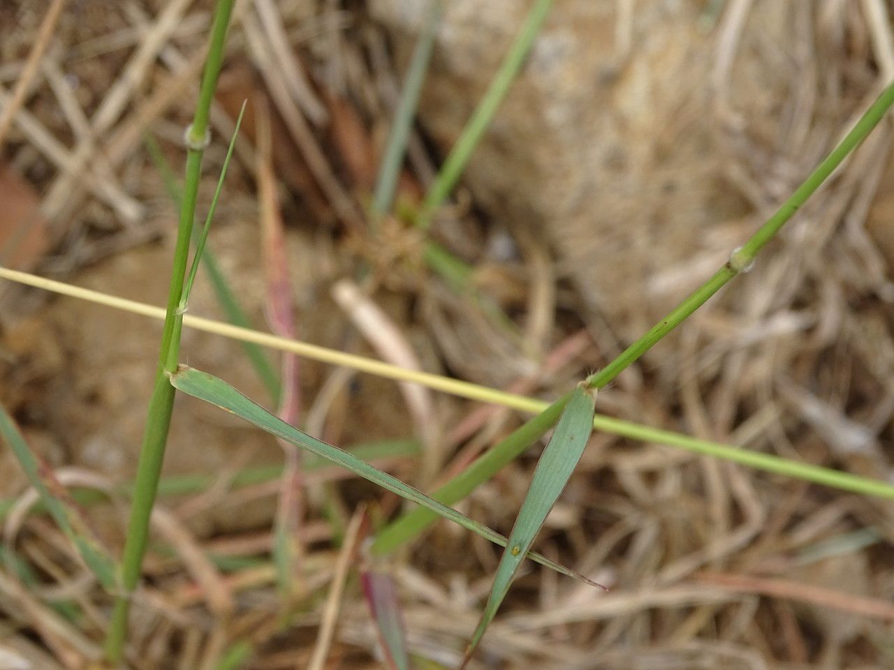 Melinis repens — search result for 'Melinis'