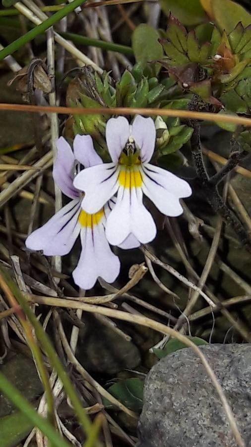 Euphrasia alpina flower