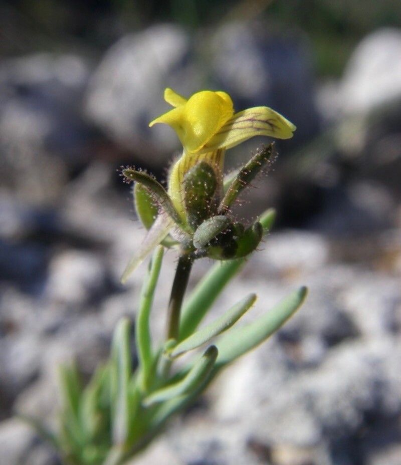 Linaria simplex flower