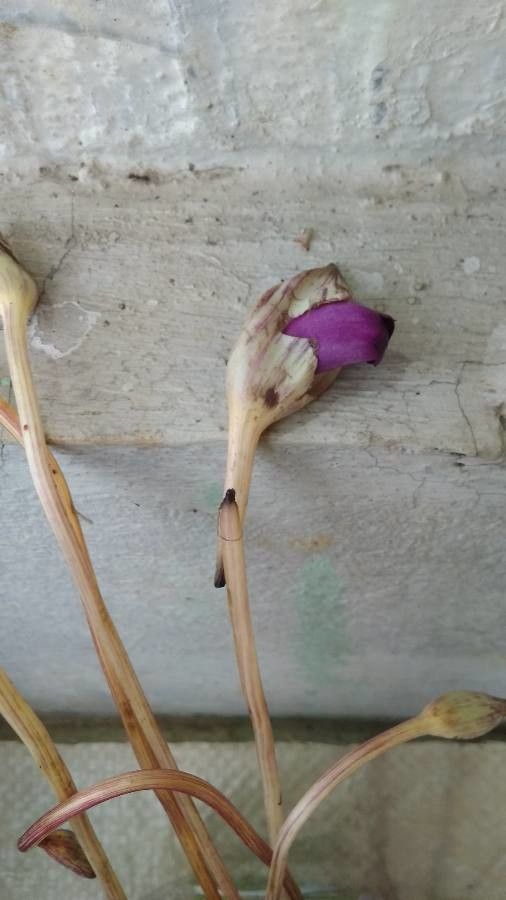 Aeginetia sinensis flower