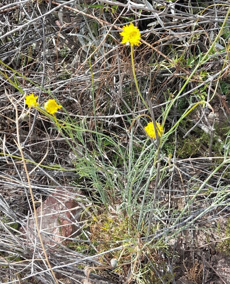 Thelesperma megapotamicum habit